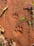 Wild cat steps on ground mud - semiotic indices