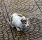 Wild cat on street in Kuala Lumpur, Malaysia