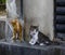 Wild cat on street in Kuala Lumpur, Malaysia