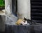 Wild cat on street in Kuala Lumpur, Malaysia