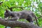 Wild cat on tree