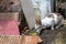 Wild cats hunting for fish found a quiet spot to eat catch at Grand Bassin HIndu Temple, Black River Gorges, Mauritius