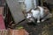 Wild cats hunting for fish found a quiet spot to eat catch at Grand Bassin HIndu Temple, Black River Gorges, Mauritius