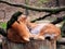 Wild cats lying on a wooden stump, felines, orange animals in the zoo
