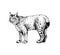 Wild cats lynx illustration