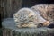Wild Cats Otocolobus Manul Cub Sleeping