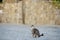 Wild cats on the streets of the medieval Phicardou Fikardou village, Cyprus