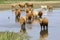 Wild cattle look for cooling down, something to drink