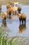 Wild cattle look for cooling down, something to drink