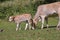 Wild Cattle in the middle of the forest, san luis potosi IX