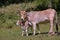 Wild Cattle in the middle of the forest, san luis potosi VIII