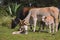 Wild Cattle in the middle of the forest, san luis potosi XI