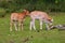 Wild Cattle in the middle of the forest, san luis potosi XII