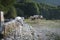 Wild cattle in the nature of the mountain.  Large cows in Abruzzo, Italy, against the backdrop of the mountains.  Genuine milk
