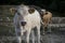 Wild cattle in the nature of the mountain.  Large cows in Abruzzo, Italy, against the backdrop of the mountains.  Genuine milk