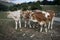 Wild cattle in the nature of the mountain.  Large cows in Abruzzo, Italy, against the backdrop of the mountains.  Genuine milk