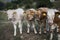 Wild cattle in the nature of the mountain.  Large cows in Abruzzo, Italy, against the backdrop of the mountains.  Genuine milk