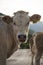 Wild cattle in the nature of the mountain.  Large cows in Abruzzo, Italy, against the backdrop of the mountains.  Genuine milk