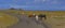 Wild cattle walks along the empty asphalt road crossing scenic Easter Island.