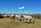 Wild cattles on the meadow in Hortobagy, Hungary