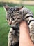 Wild caught kitten in hands on green lawn background.