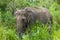 Wild Ceylon elephant in dense thickets