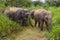 Wild Ceylon elephants with baby elephants