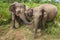 Wild Ceylon elephants closeup