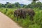 Wild Ceylon elephants on a country road