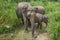 A wild Ceylon female  elephant with two baby elephants