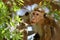 Wild Ceylon hat monkey in Sri Lanka