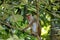 Wild Ceylon hat monkeys in Sri Lanka