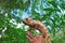 Wild chameleon on hand