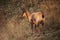 Wild chamois in Abruzzo, Apennines, Italy