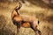 Wild chamois in Abruzzo, Apennines, Italy