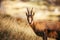 Wild chamois in Abruzzo, Apennines, Italy