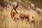 Wild chamois in Abruzzo, Apennines, Italy