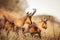 Wild chamois in Abruzzo, Apennines, Italy