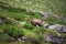 Wild chamois on alps