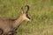 Wild chamois in a field, Jura, France