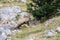 Wild chamois in a field, Jura, France