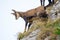 Wild chamois goat climbing