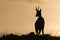 Wild chamois standing on sunrise in Jura mountains, France