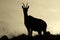 Wild chamois standing on sunrise in Jura mountains, France