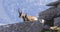 Wild chamois on top of the mountain. Rupicapra pyrenaica ornata