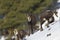 Wild chamois walking in the snow, Jura, France