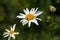 Wild chamomile with a beetle