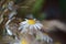 Wild chamomile bloom with blurred pastel colors background