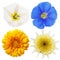 Wild chamomile, calendula, flax and field bindweed flowers isolated