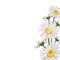 Wild chamomile camomile flowers elegant card. A spring decorative bouquet.